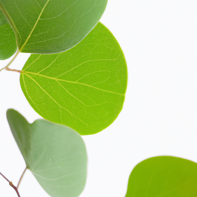 Eucalyptus Flavor Concentrate, Natural