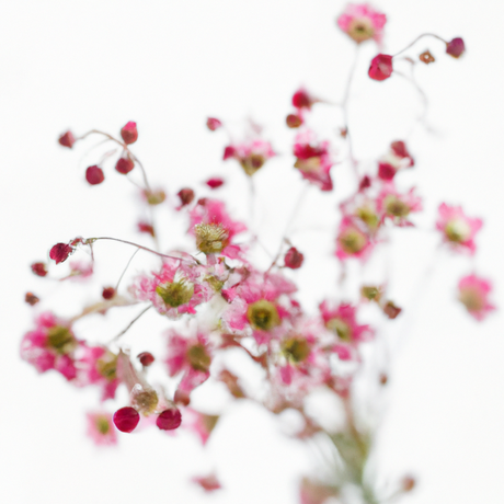 Cherry Blossom Massage Oil