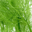 Fennel Flavor Concentrate, Natural