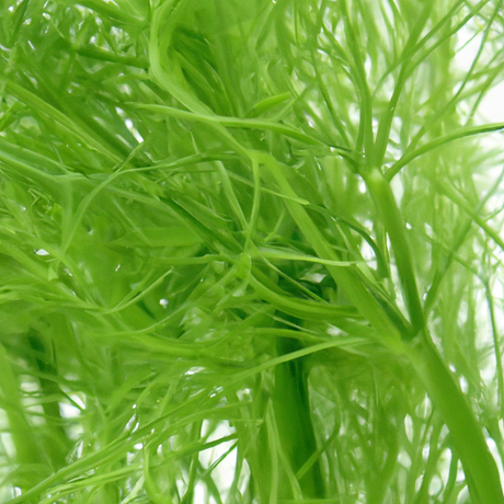 Fennel Flavor Concentrate, Natural