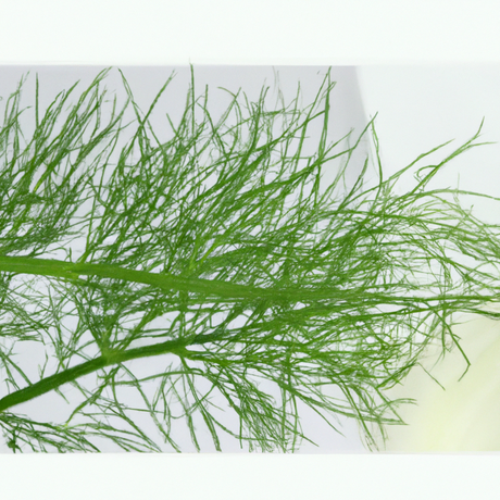 Fennel Flavor Concentrate, Organic