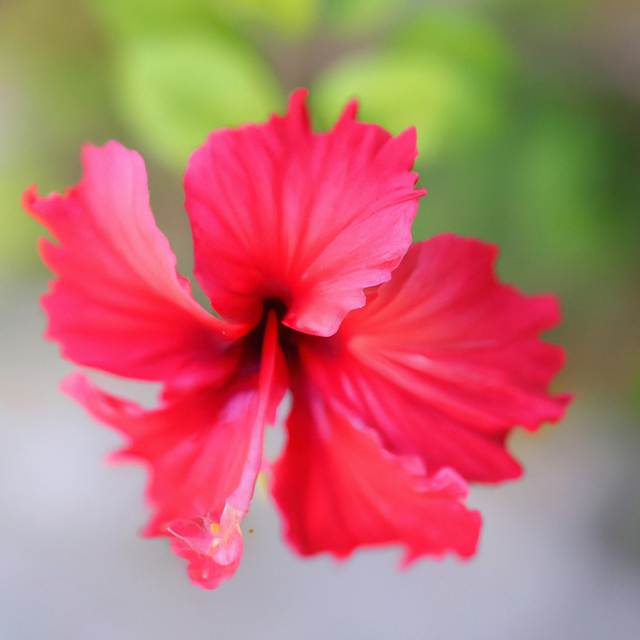 Hibiscus Cotton Candy (Ready to Eat)