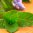 Mint Extract