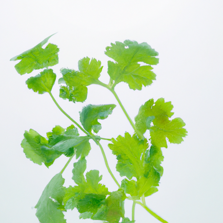 Herb Flavor Oil, Natural