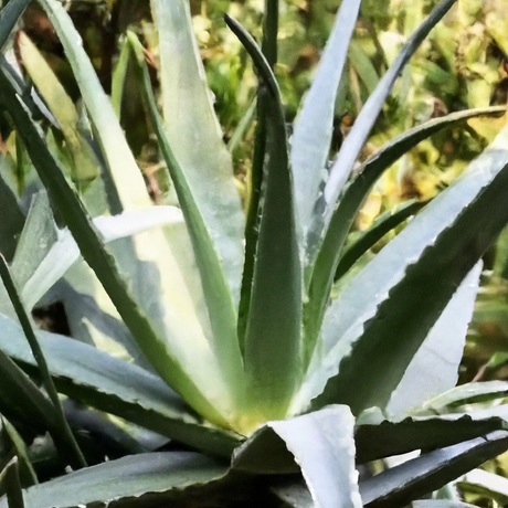 Drum Dried Aloe Vera Powder (Whole Leaf)
